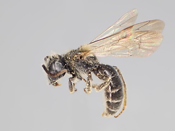 [Andrena platyparia male thumbnail]